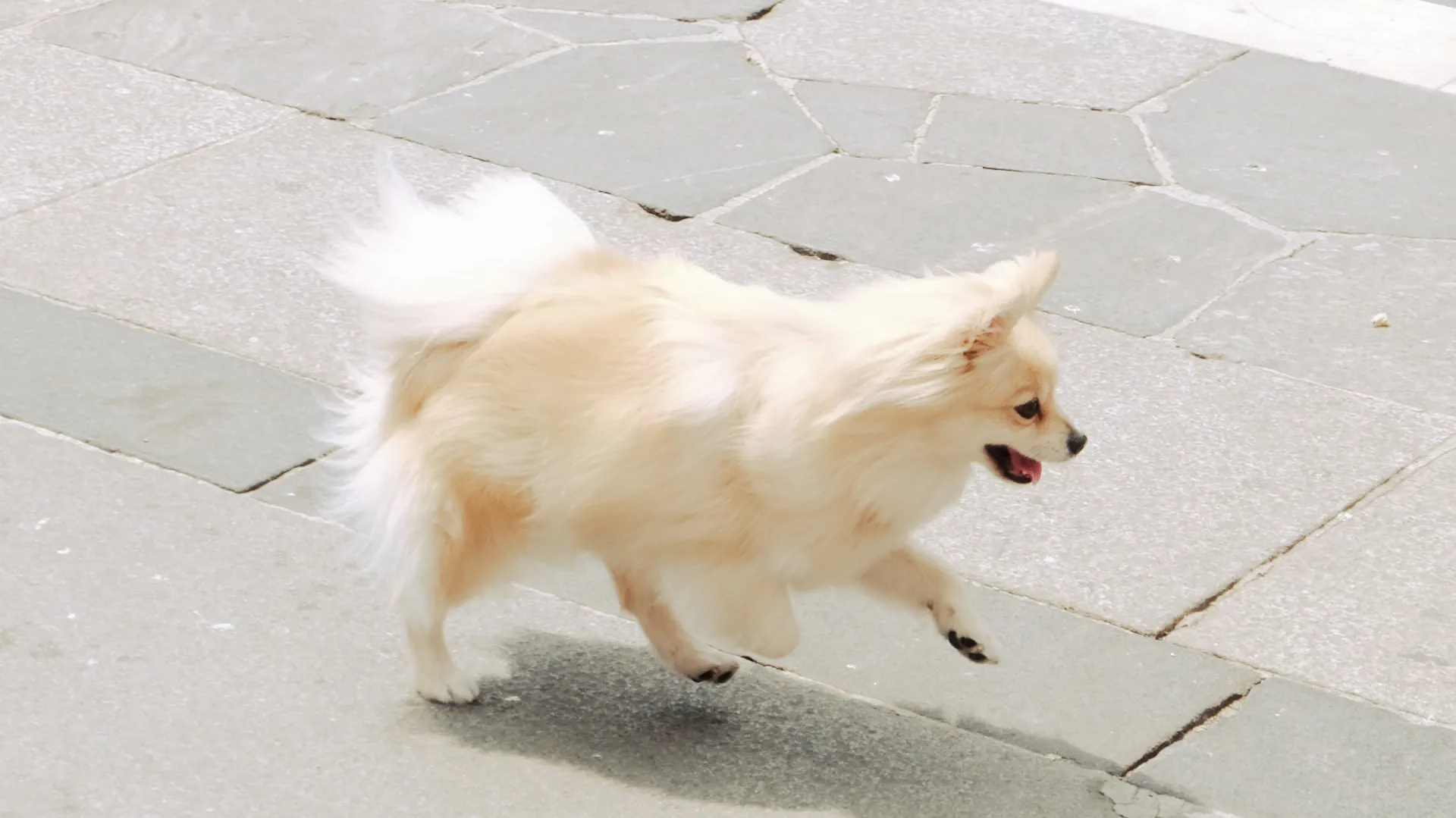 広場の犬