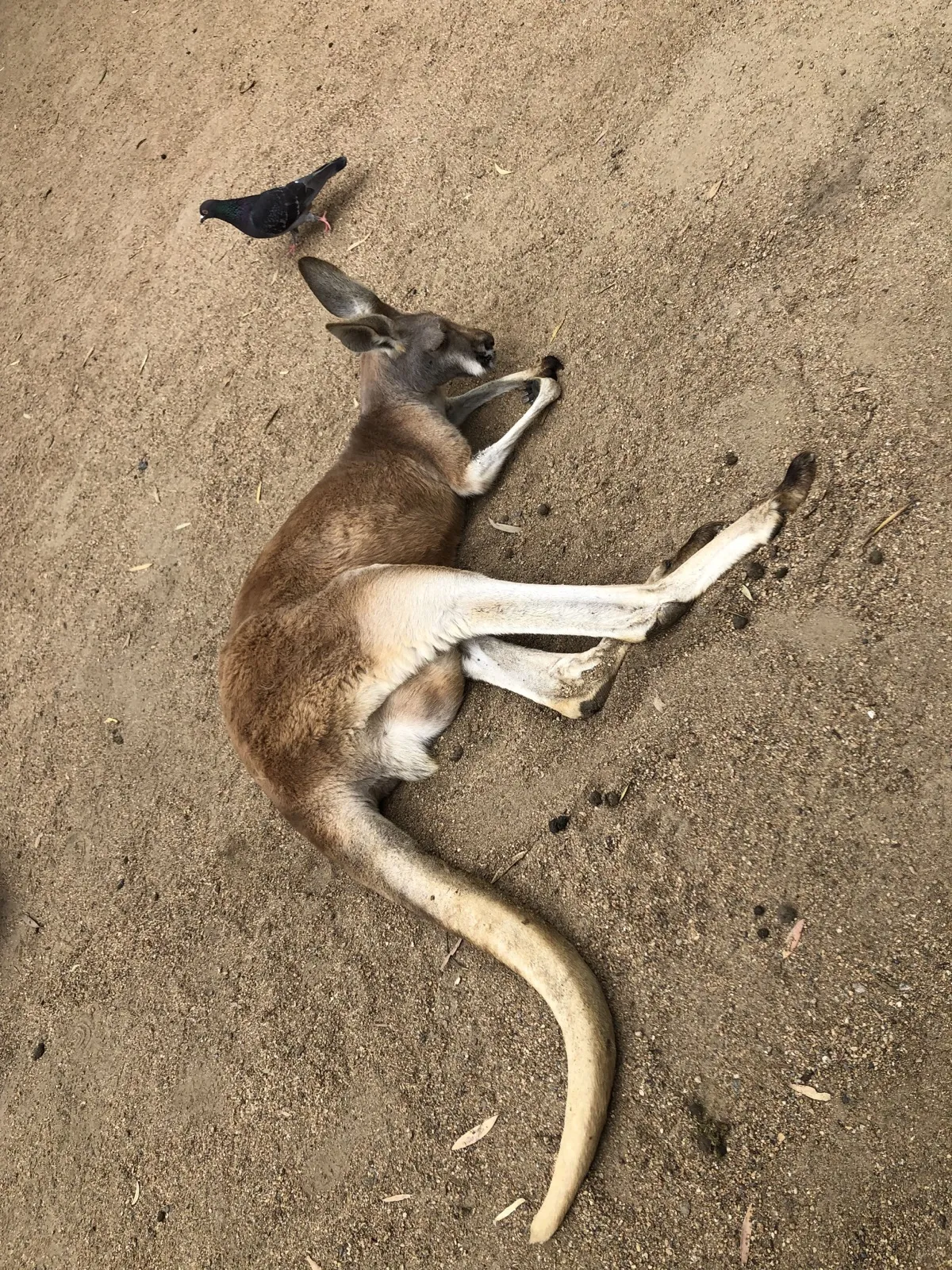 寝転ぶカンガルーとハト