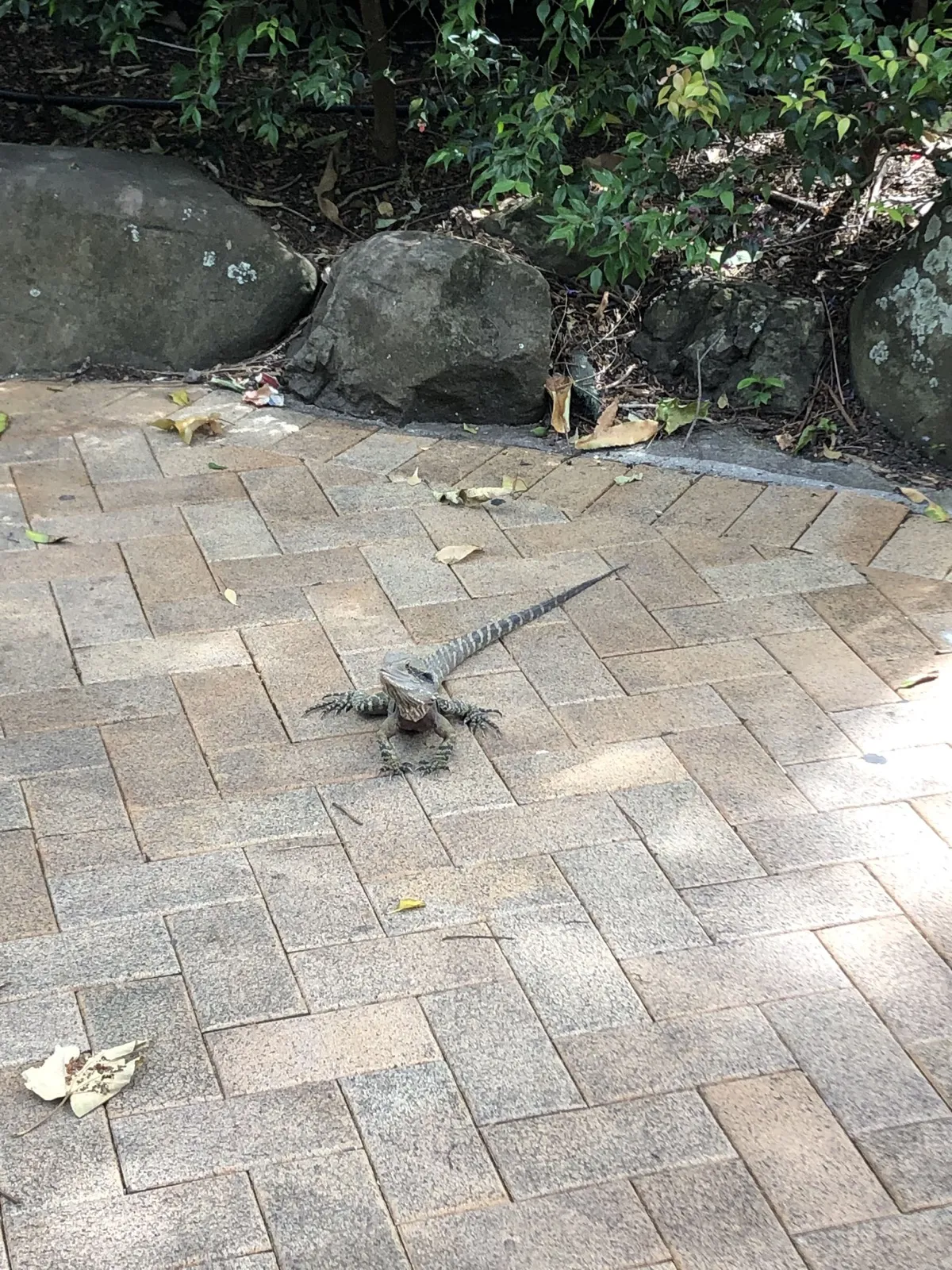 石畳でくつろぐウォータードラゴン