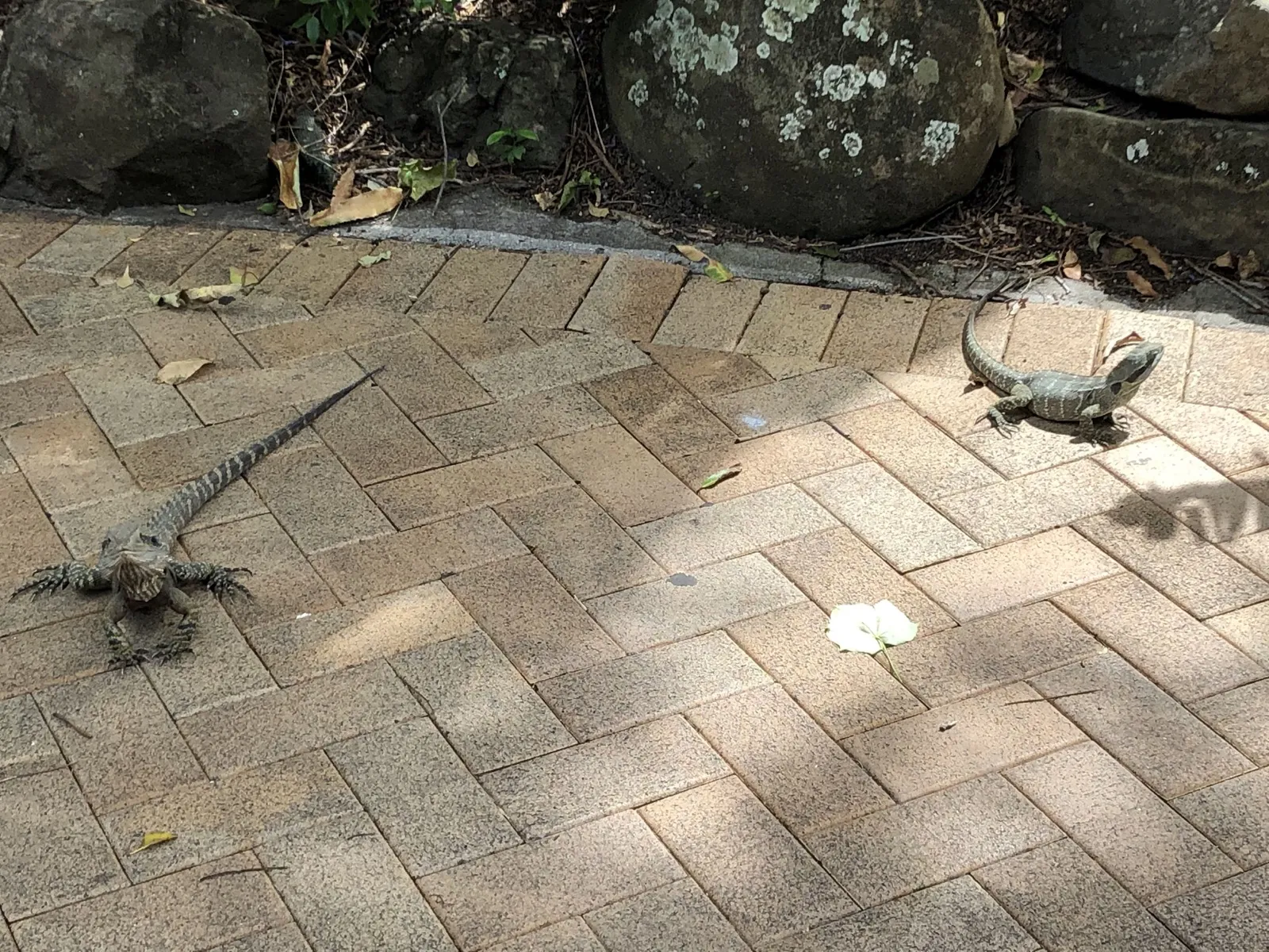 もう一匹のウォータードラゴン