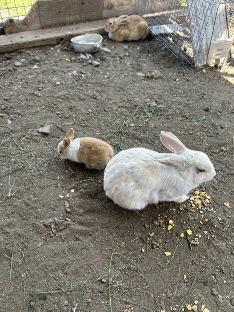 ひつじの丘のうさぎがいる飼育スペース